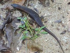 Trachylepis comorensis