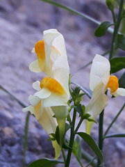 Linaria acutiloba