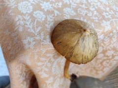 Entoloma holoconiotum