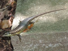 Trachylepis comorensis