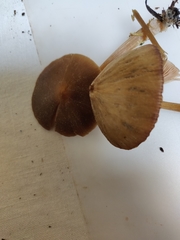 Entoloma holoconiotum
