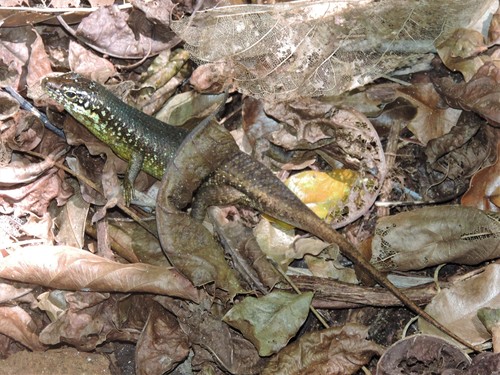 Comoro Island Skink, Trachylepis comorensis