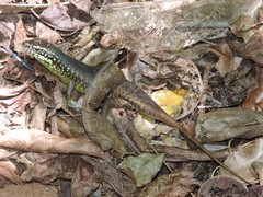 Trachylepis comorensis