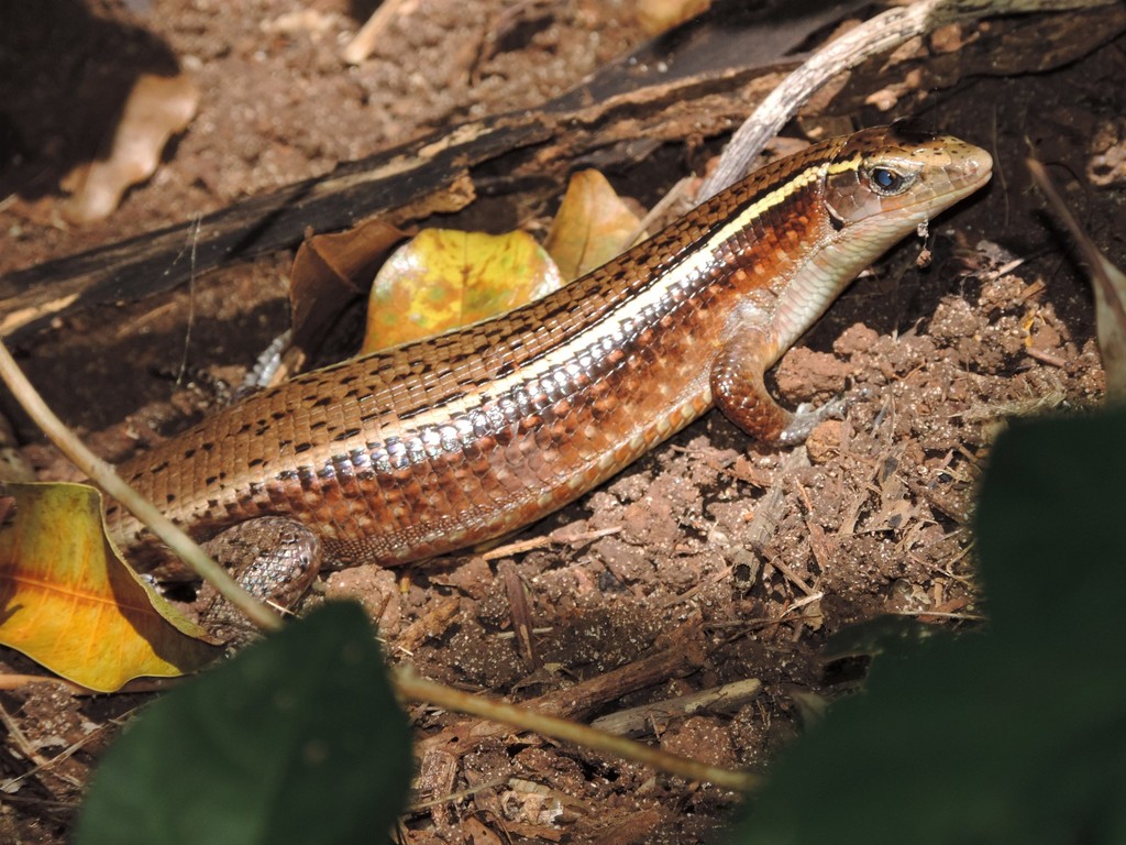 洋書　Girdled Lizards and their relatives Girdled Lizards and their Relatives: Natural History