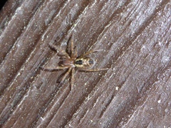 Amaurobius fenestralis