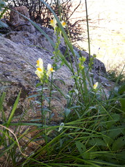 Linaria acutiloba