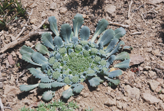 Gamocarpha scapigera