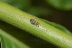 Cixiosoma bonaerense