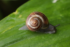 Cepaea