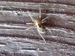 Amaurobius fenestralis