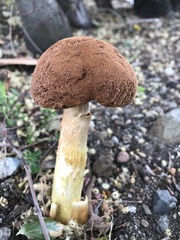 Battarrea phalloides