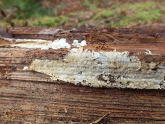 Hyphoderma