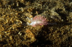 Carronella pellucida