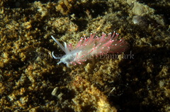 Carronella pellucida