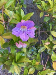 Bignonia callistegioides