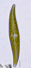 Gyrosigma acuminatum