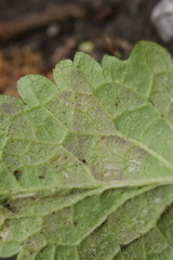Peronospora lamii