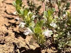 Acanthomintha obovata cordata