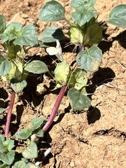 Acanthomintha obovata cordata