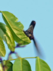 Anthracothorax prevostii