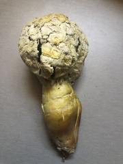 Agaricus evertens