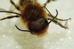 Osmia latreillei