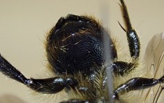 Osmia latreillei