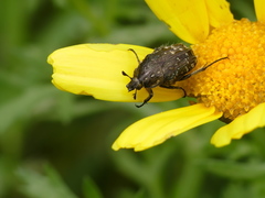 Oxythyrea funesta