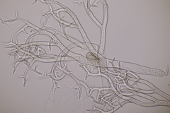 Peronospora lamii