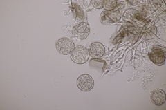 Peronospora lamii