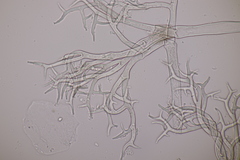 Peronospora lamii