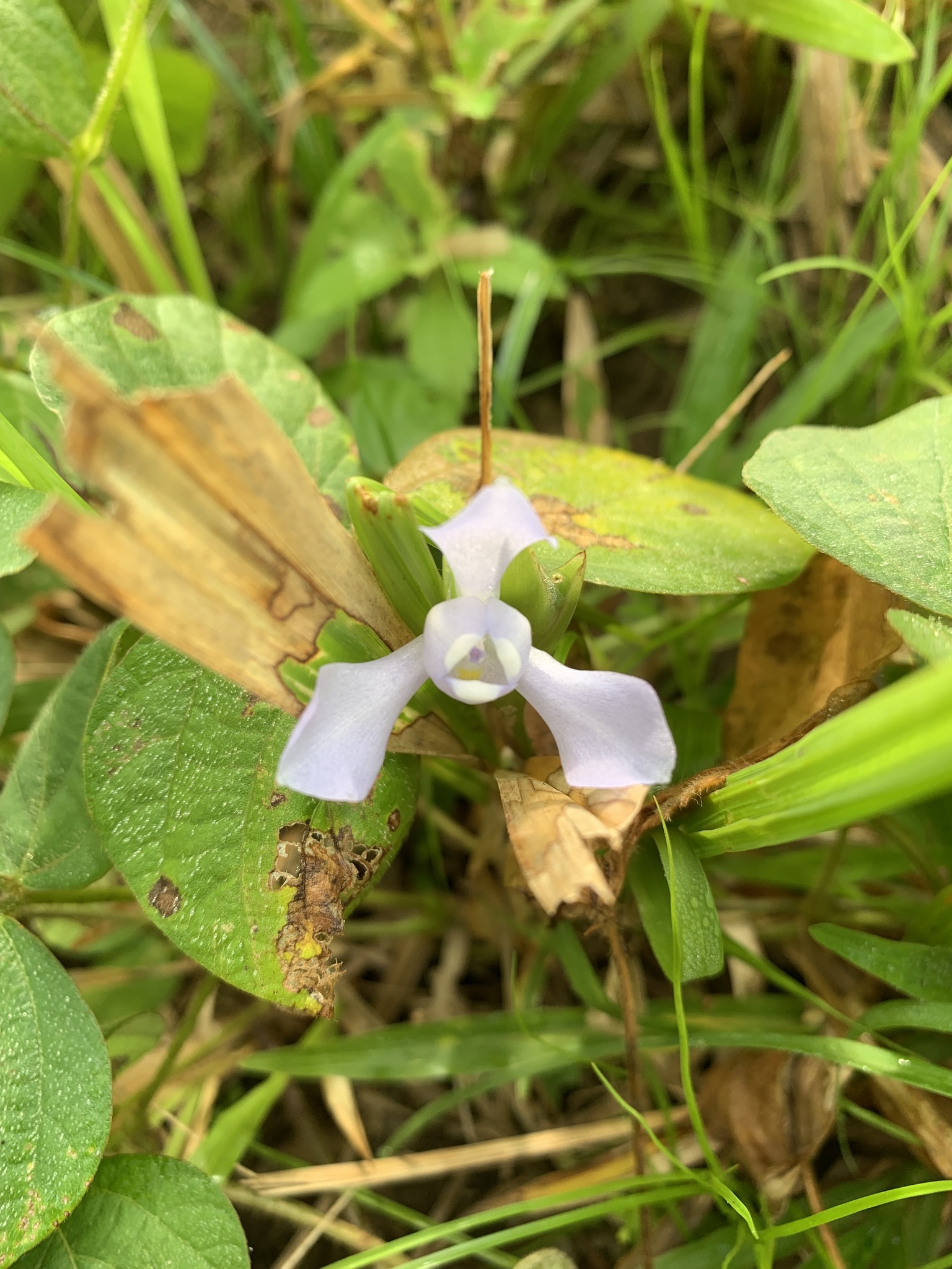 Cipura paludosa