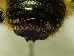 Osmia latreillei