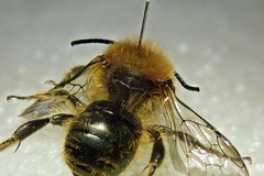 Osmia latreillei