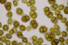 Urocystis alopecuri