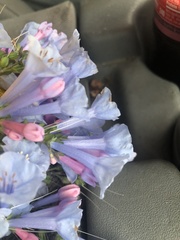 Mertensia virginica