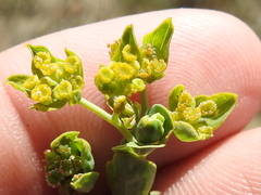 Bupleurum rotundifolium