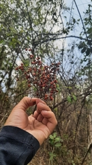 Rhus terebinthifolia