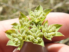 Bupleurum rotundifolium