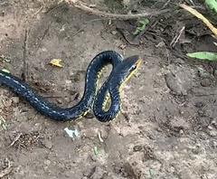 Chironius carinatus