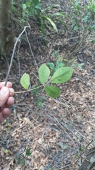 Rhus terebinthifolia