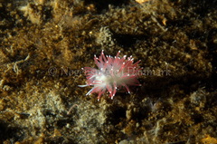 Carronella pellucida