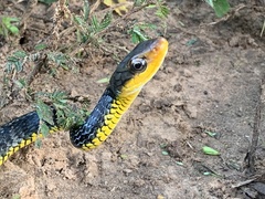 Chironius carinatus