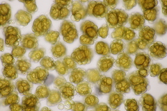 Urocystis alopecuri