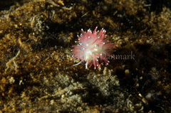 Carronella pellucida