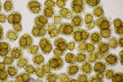 Urocystis alopecuri