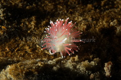 Carronella pellucida