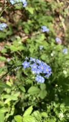 Myosotis sylvatica