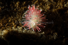 Carronella pellucida