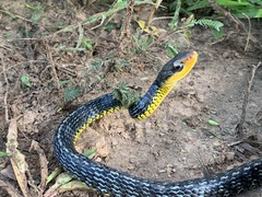 Chironius carinatus